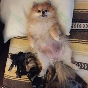 Meet your Posher, Danny